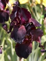 Iris Edenite Kosaciec